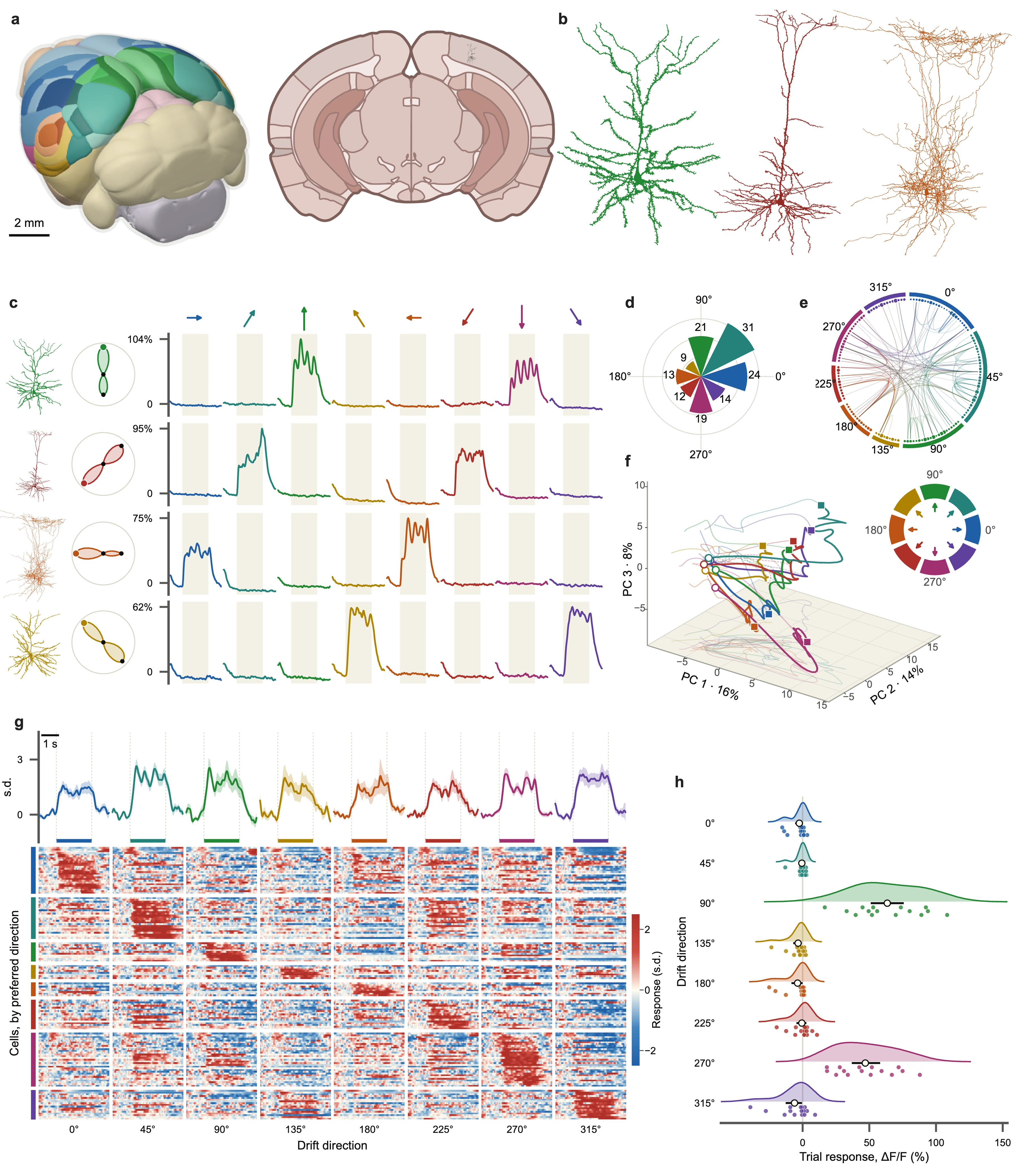 A detailed neuroscience figure with brain anatomy, neuron reconstructions, response traces, population trajectories, distributions and a heatmap.